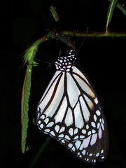 Danaus melanippus edmondii
