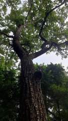 Terminalia elliptica