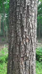 Terminalia elliptica