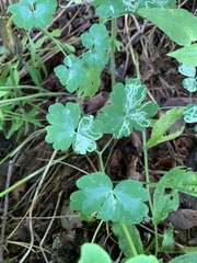 Phytomyza minuscula group