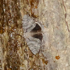 Catocala retecta