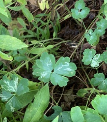 Phytomyza minuscula group