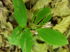 Streptopus amplexifolius