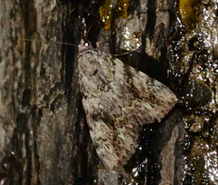 Catocala amica