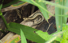 Copeoglossum nigropunctatum