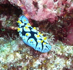 Phyllidia picta