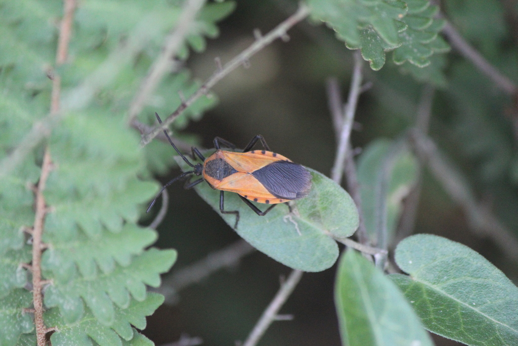 Sephina dorsalis