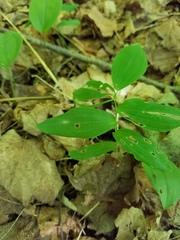 Streptopus amplexifolius