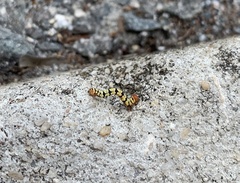 Melanchroia chephise