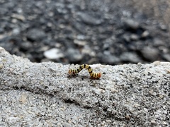 Melanchroia chephise