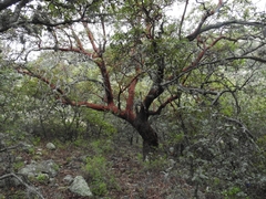 Arbutus arizonica