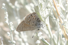 Satyrium behrii