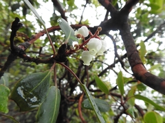 Arbutus arizonica