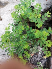 Phyllanthus tenellus