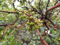 Arbutus arizonica