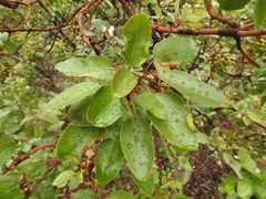 Arbutus arizonica