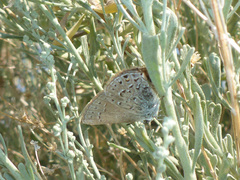 Satyrium behrii