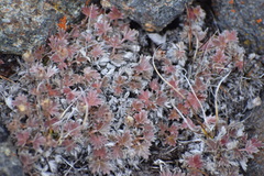 Potentilla subvahliana