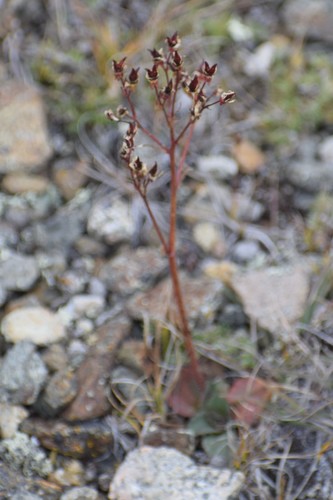 Image of Micranthes reflexa by (c) Syd Cannings, some rights reserved (CC BY)