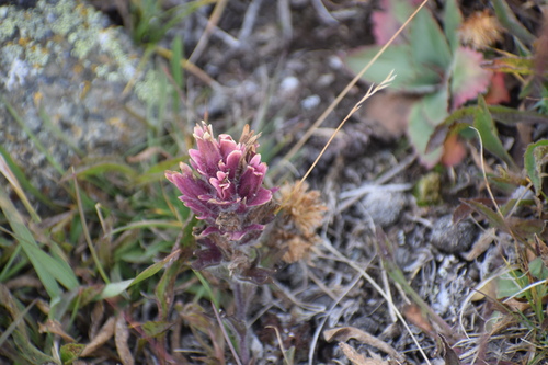 Image of Castilleja hyperborea by (c) Syd Cannings, some rights reserved (CC BY)