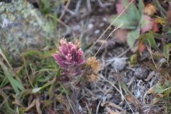 Castilleja hyperborea