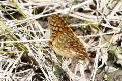 Speyeria egleis