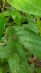 Gampola