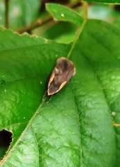 Gampola