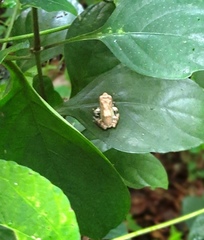 Raorchestes sanctisilvaticus