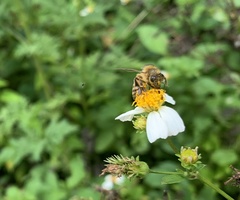 Apis mellifera image