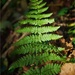 Broad Buckler-Fern - Photo (c) Bart Busschots, some rights reserved (CC BY-NC-ND)