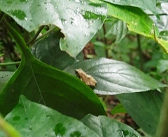 Raorchestes sanctisilvaticus