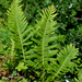 Intermediate Polypody - Photo (c) bathyporeia, some rights reserved (CC BY-NC-ND)