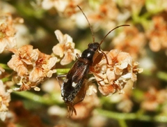 Pseudopamera nitidula