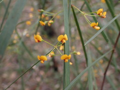 Daviesia wyattiana