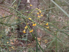 Daviesia wyattiana