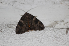Catocala piatrix