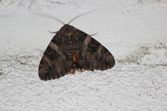 Catocala piatrix