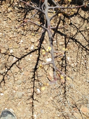 Bursera microphylla