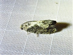 Cydia lacustrina