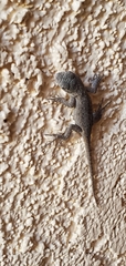 Sceloporus occidentalis