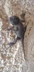 Sceloporus occidentalis