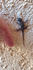 Sceloporus occidentalis