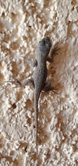 Sceloporus occidentalis