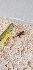 Sceloporus occidentalis