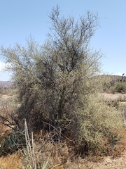 Parkinsonia praecox