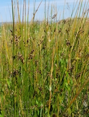Juncus balticus littoralis