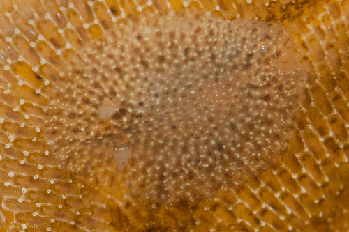 Corambe pacifica