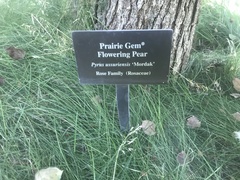 Pyrus ussuriensis
