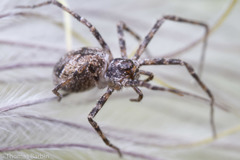 Rhysodromus alascensis